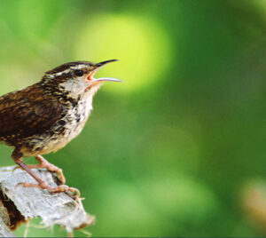 Birding by Ear