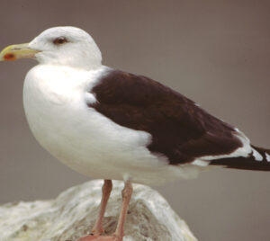Spotlight on Gull ID