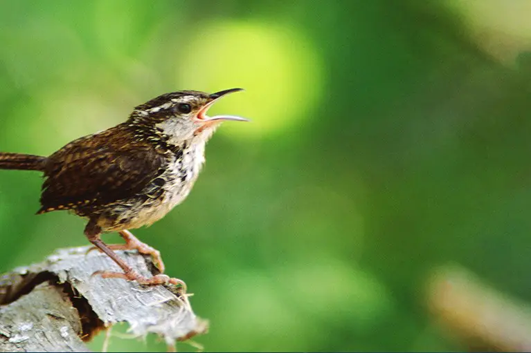 Birding by Ear