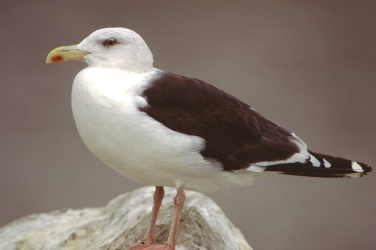 Spotlight on Gull ID