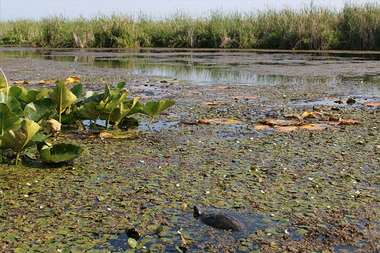 Marsh