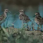 Shorebird Celebration