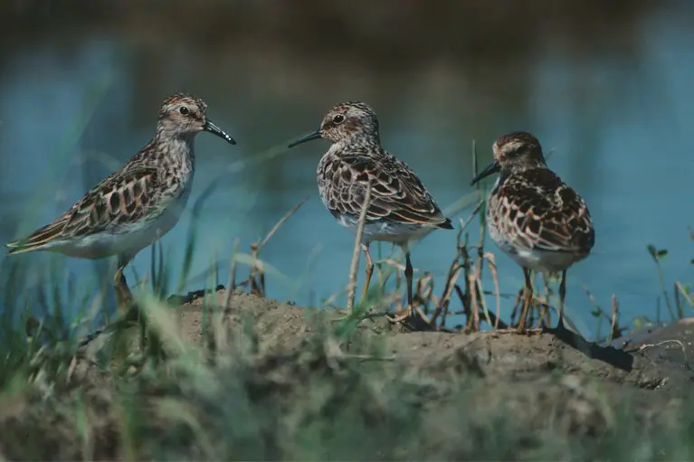 Shorebird Celebration